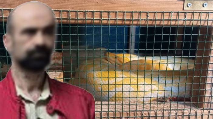 Üsküdar'daki uyuşturucu operasyonunda şok! Şüphelinin evinden 5 metrelik piton yılanı çıktı