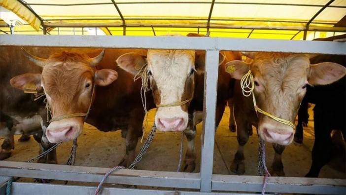 Türkiye'de kurbanlık talebini karşılama kapasitesi var mı? Bakan Yumaklı'dan flaş açıklama geldi