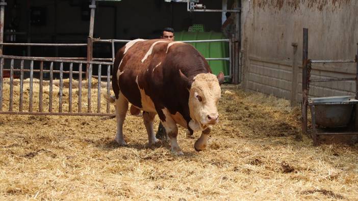 'Poyraz' tamı tamına 1.5 ton! Fiyatı sıfır araba parası