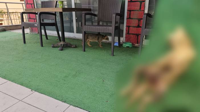 9 gün arayla aynı vahşet! İç organları çıkarılmış iki ölü kedi bulundu: Profesyonelce katledilmişler!