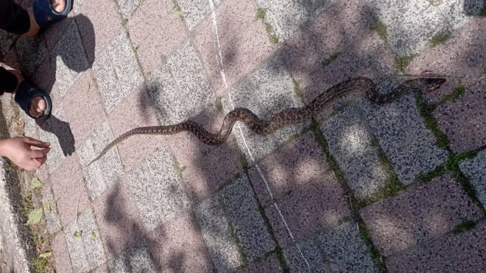 İstanbul'da yılan istilası! Havalar ısınınca ortaya çıktılar...
