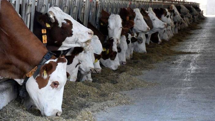 Tarım ve Orman Bakanlığı’ndan yeni açıklama: Şap hastalığına karşı sıkı tedbirler!
