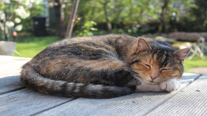 Bu bilgi kedi sahiplerini çok şaşırtacak: Kedilerin uyurken sol tarafa yatmasının bir sebebi varmış!