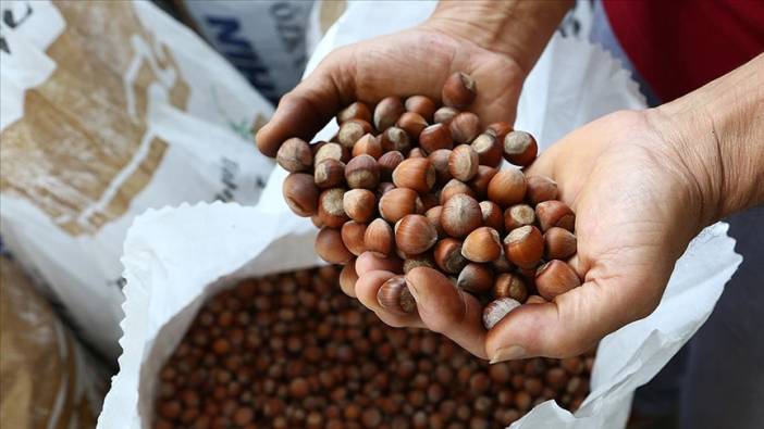 Fındık üreticisine bayram erken geldi! 2025 fındık alım fiyatları açıklandı!