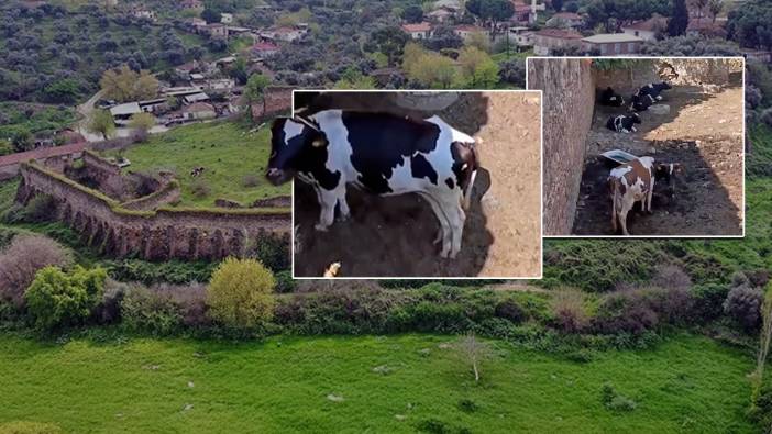Aydın'da asırlık tarih yok oluyor: Cincin kalesi hayvan barınağına döndü