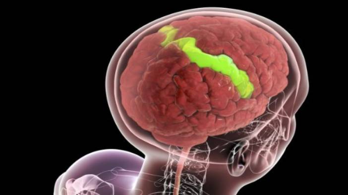 Yaşlandıkça beyniniz daha güçlü hale geliyor: Bilim şaşırtıcı gerçeği açıkladı