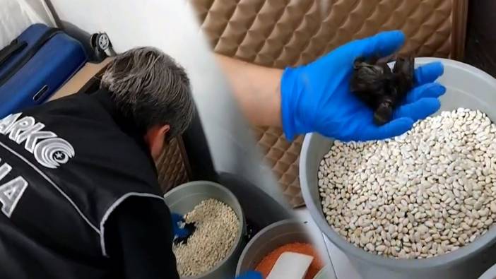 Bonzai, kuru fasulye kovasından çıktı: 6 şüpheli tutuklandı!