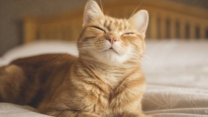 Kedi sahipleri çok sevinecek: Hemen deneyin! Bilim insanları kedilerle iletişim kurmanın basit tekniğini açıkladı