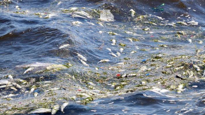 İzmir Körfezi Üçkuyular İskelesi'nin son hali: Ölü balıklar kıyıya vurdu
