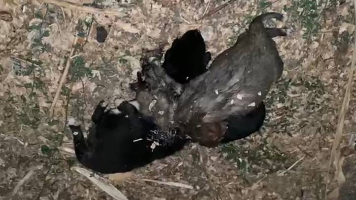 İple bağlanmış 3 köpek yavrusu ölüsü bulundu: Kaymakamlıktan açıklama geldi!