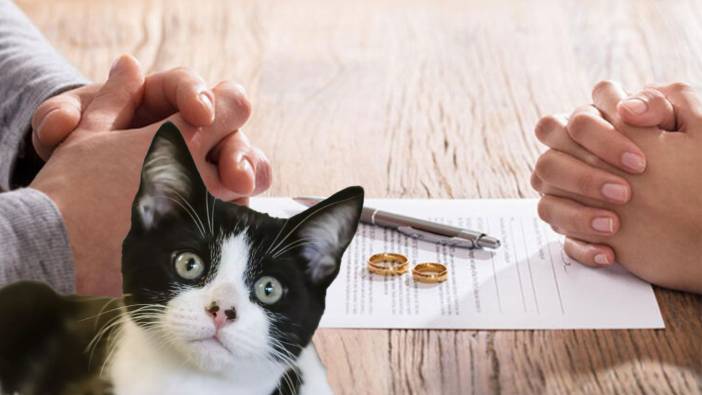 Yeni nesil 'boşanma' davası: Kedi velayetini eşine bıraktı, 10 bin lira nafaka ödeyecek