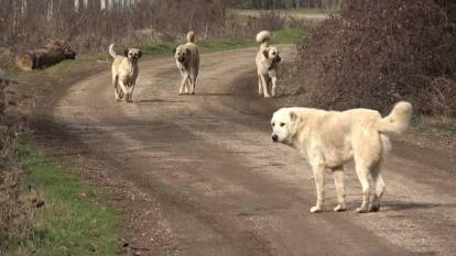 Ekol TV muhabirine başıboş köpek saldırısı!