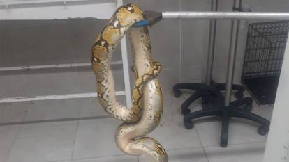 Yolcu otobüsünde piton yılanı ele geçirildi