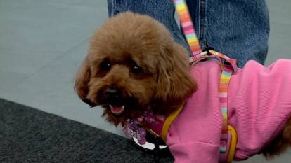 Fenomen köpek Rosie Ekol TV'de: Kuaför masrafı dudak uçuklattı!