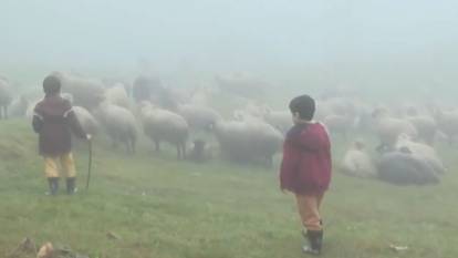Trabzon’da köylüler isyan etti: Ayılar koyun sürülerini telef etti