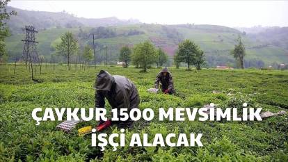 ÇAYKUR 1500 İŞÇİ ALIMI İŞKUR BAŞVURU SON DURUM | ÇAYKUR Artvin, Rize, Giresun, Trabzon mevsimlik işçi alımı başvuru şartları ne?