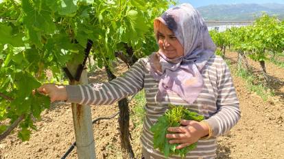 YAPRAĞI MEYVESİNDEN ÇOK DAHA FAZLA KAZANÇ SAĞLIYOR: Fiyatı resmen altınla yarışıyor!
