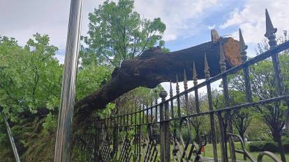 Ankara'da fırtına ağaçları devirdi