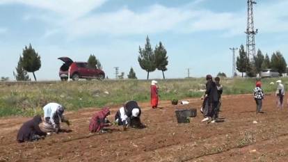 Kız çocukları eğitimlerini yarım bıraktı: Kalem tutacak eller çapaya sarıldı