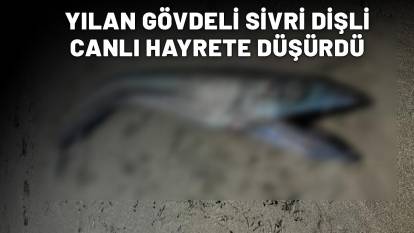 YILAN GÖVDELİ SİVRİ DİŞLİ: Bilim insanlarını hayrete düşüren canlı!