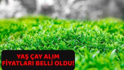 YAŞ ÇAY ALIM FİYATLARI BELLİ OLDU: 2025 Yaş çay alım fiyatı ne kadar oldu?