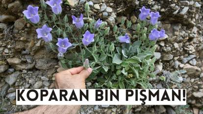 Koparan bin pişman, cezası 557 bin 212 TL! Dünyada yalnızca Türkiye’de yetişiyor