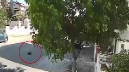 Vicdansız sürücü yolda yatan köpeği ezdi! O anlar kameralara böyle yansıdı