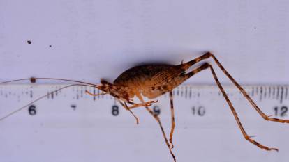 Dicle'deki mağarada yeni bir çekirge türü keşfedildi: Bilimsel kayıtlara Troglophilus diclensis diye geçti