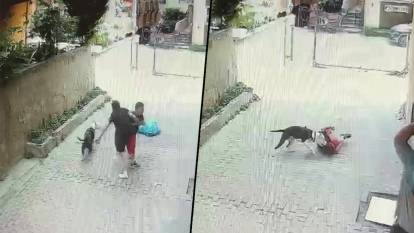 İstanbul'da 7 yaşındaki çocuğa pitbull saldırısı