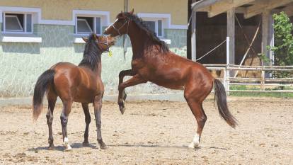 Bir dozu 250 bin liraya satılıyor! Yarış pistlerinin efsanesiydi: Spermaları servet değerinde