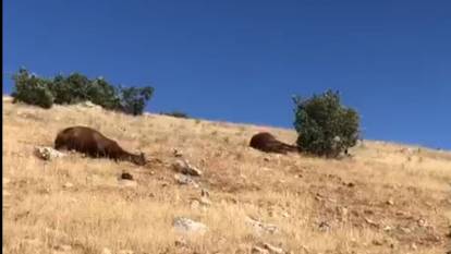 Bunun adı vahşet!  7 yılkı atı silahla vurulmuş halde bulundu