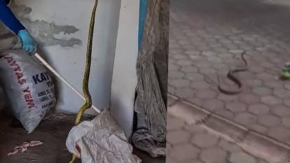 2 metrelik dev yılan panik yarattı!