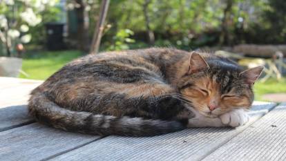 Bu bilgi kedi sahiplerini çok şaşırtacak: Kedilerin uyurken sol tarafa yatmasının bir sebebi varmış!