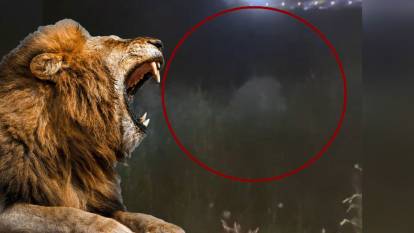 Antalya'da firari aslan paniği! Hayvan parkındaki kafesinden kaçtı, bir kişiyi ağır yaraladı