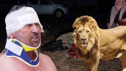 Aslan saldırısına uğrayan adam: Boynunu sıkmasam beni gırtlaklayacaktı!