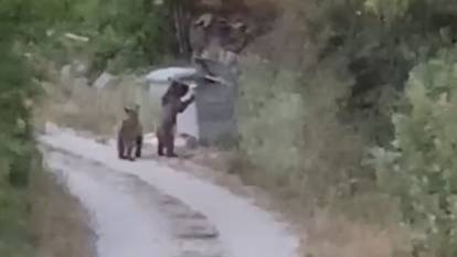 Köye inen ayıları "Gülümseyin çekiyorum" diyerek kaydetti