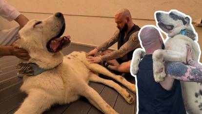 Kedi, köpek, kaplan hatta aslan!... Hayvanları ameliyatsız tedavi ediyor
