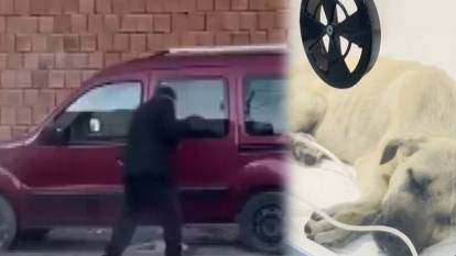 Yavru köpeğe vahşet: Sopayla dövdü, çocukların yalvarışına aldırmadı