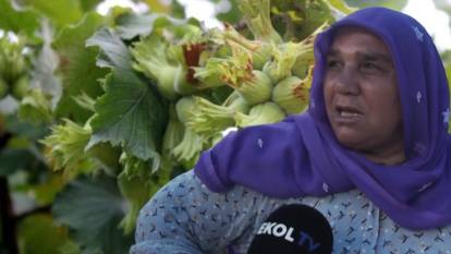 Fındığı don vurdu, mevsimlik işçi çadırda kaldı: Ne gelen var ne giden!