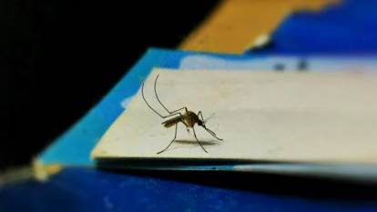 “İkiye Katlanmış Eller” salgını giderek büyüyor! Chikungunya virüsü dünyayı tehdit ediyor