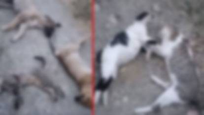 Resmen hayvan katliamı: 10 köpek, 5 kedi ve 3 tilki zehirlenerek öldürülmüş halde bulundu!