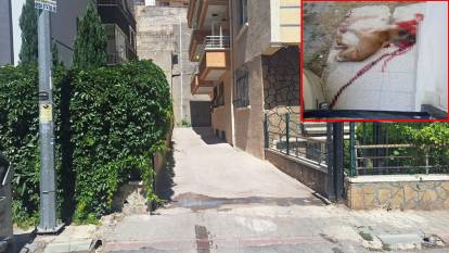 Polis, kendisine saldırdığını iddia ettiği sokak köpeğini tabancayla öldürdü!