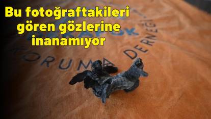 Bu fotoğraftakileri gören gözlerine inanamıyor! Çok nadir görülüyor
