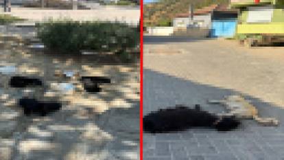 İzmir'de hayvanların zehirlenerek öldürüldükleri iddia edildi: Soruşturma başlatıldı!