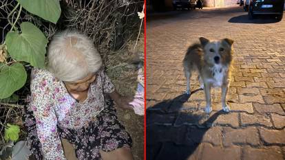 Kaybolan yaşlı kadını beslediği sokak köpeği buldu!