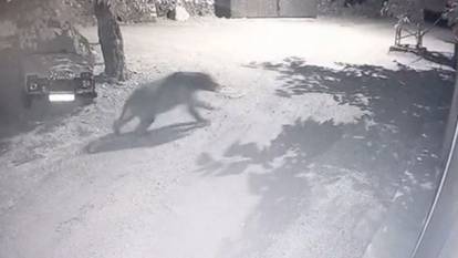 Erzincan'da bir garip kovalamaca: Ayı onları değil onlar ayıyı kovaladı!