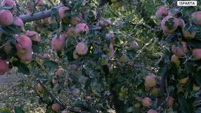 Hasada günler kala Isparta'da dolu felaketi: 170 milyon lira zarar