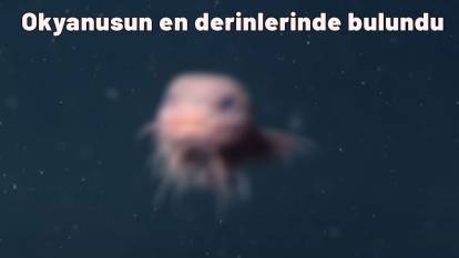 Okyanusun en derinlerinde bulundu: Daha önce hiç görülmemiş bir balık!
