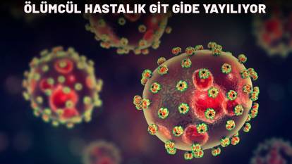 ÖLÜMCÜL HASTALIK GİTGİDE YAYILIYOR: Bu hayvanlardan uzak durun!
