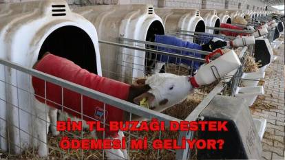 Hayvan başına 1.000 TL buzağı desteği bekleniyor! Buzağı destek ödemeleri ne zaman yatacak? Gözler Mayıs ayında